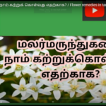 மலர் மருந்துகளை நாம் கற்றுக் கொள்வது எதற்காக? / Flower remedies