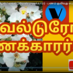 மலர்மருந்துகள் தமிழல் / வைல்டுரோஸ் பணக்காரர் – பணம் குவிவது எப்படி? / flower medicines